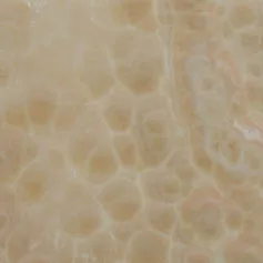 Ivory Onyx