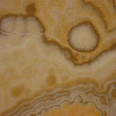 Onyx honey ibis