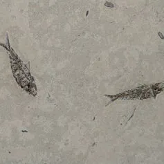 Fossil fish