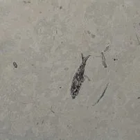 Pesci fossili