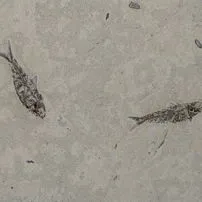 Pesci fossili