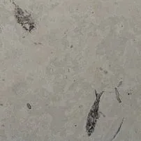 Pesci fossili