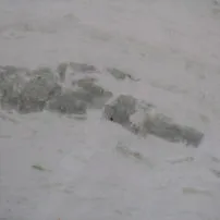 Pinta verde