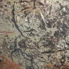 Fossile marrone