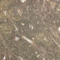 Brown fossil