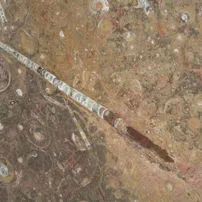 Brown fossil