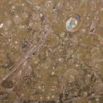 Brown fossil
