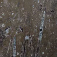 Brown fossil