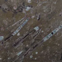 Brown fossil