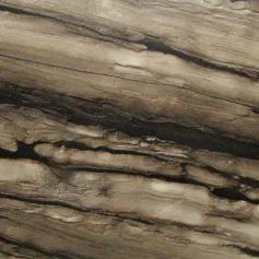 Sequoia