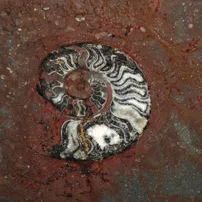 Fossile Red