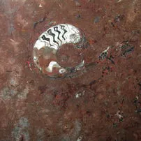 Fossile Red