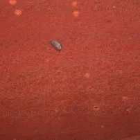 Quarzite Rossa