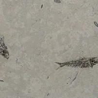 Pesci fossili