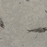 Pesci fossil