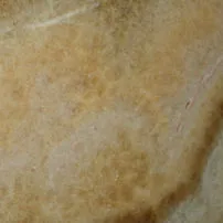 Onyx Honey IBIS