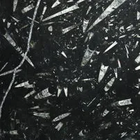 Marmo Nero Fossile