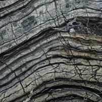 Black Wood