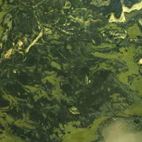 Verde Bamboo