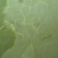 Onice verde