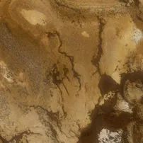Palomino