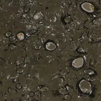 Lipica Fiorito Marble