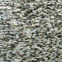 Madreperla nera