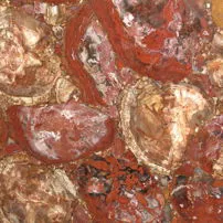 Legno fossile