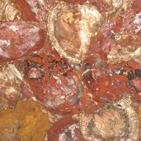 Legno fossile