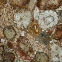Legno fossile