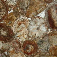 Legno fossile