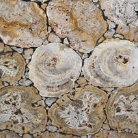 Marmo Legno Fossile