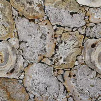 Marmo Legno Fossile