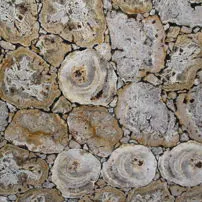 Marmo Legno Fossile