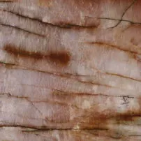 Rosso Cosmopolita
