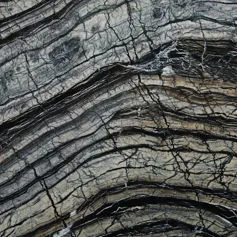 Black Wood