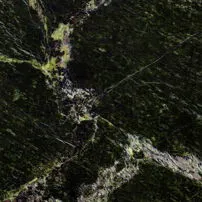 Forest green