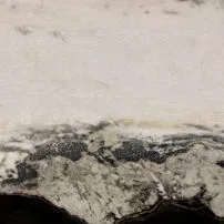 Panda white
